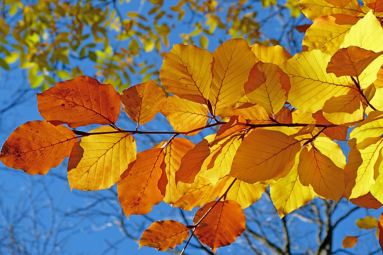 As chlorophyll fades in autumn, the yellows and oranges hidden all summer finally shine through against the sky.